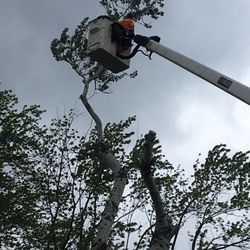 Leroy’s Tree Service And Stump Removal