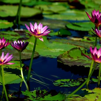 International Waterlily Collection - Botanical Gardens Near Me - San Angelo, Texas International Waterlily Collection - Botanical Gardens Near Me - San Angelo, Texas