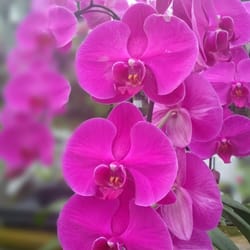 Orchids Limited