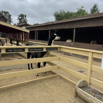 River Street Ranch - Petting Zoos Near Me - San Juan Capistrano, California