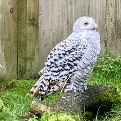 Birdworld Attractions