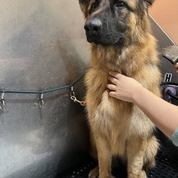 bark and brush grooming