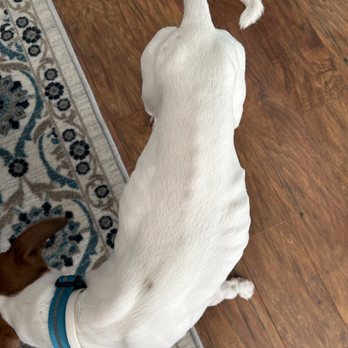 Indian Creek Kennel - Pet Sitting Near Me - Carbondale, Illinois Indian Creek Kennel - Pet Sitting Near Me - Carbondale, Illinois