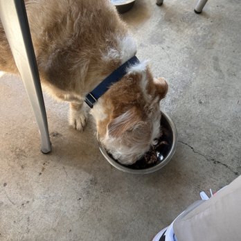 Bear Roots Tavern - Ordered him a burger patty - American Near Me - Escondido, California