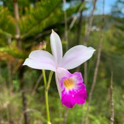 Waʻahila Ridge State Recreation Area