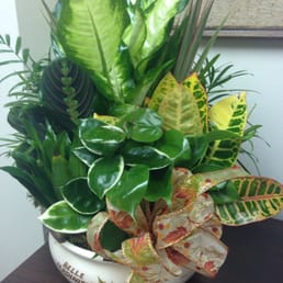 Sympathy plant Sympathy plant