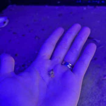 Gulf Specimen Marine Laboratories - Tiny hermit crabs in a very low touch tank my 2 year old was able to reach easily, please supervise your children! - Aquariums Near Me - Panacea, Florida