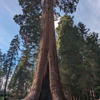 The Peaks Restaurant - American Near Me - Sequoia National Park, California