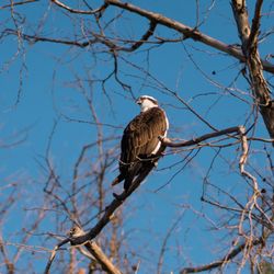 Ralph B Clark Regional Park - Spotted a beautiful bird looking down on me.
