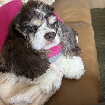 Del Mar Veterinary Hospital - Sweet Cookie recovering - Veterinarians Near Me - Del Mar, California