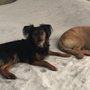 Photo of Riordan's Canine Boutique and Grooming Salon