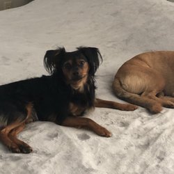 Riordan's Canine Boutique and Grooming Salon - My dogs after grooming.
