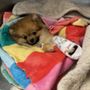 Photo of WagMore Animal Hospital