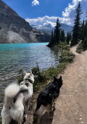 Bow Lake by null