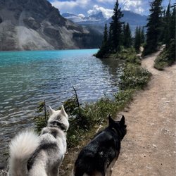Bow Lake - Amazing hiking trail around this beautiful lake