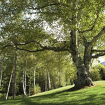 Samuel's Tree Service - Tree Services Near Me - Denton, Texas Samuel's Tree Service - Tree Services Near Me - Denton, Texas