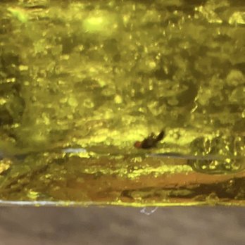 Caruso's Italian Kitchen - Bug in the salad oil. - Cocktail Bars Near Me - Tujunga, California Caruso's Italian Kitchen - Bug in the salad oil. - Cocktail Bars Near Me - Tujunga, California