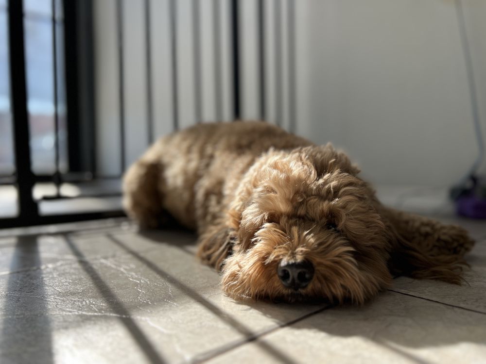 LOVE PAWS Updated October 2024 74 Photos & 15 Reviews 2239 Hylan