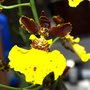 Photo of New Earth Orchids