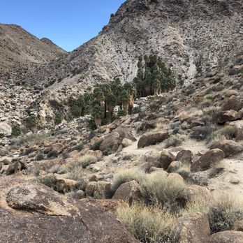 Fortynine Palms Oasis - You can see the palms from about half a mile away - Hiking Near Me - Twentynine Palms, California