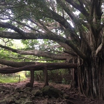 Hike Maui - National Forest- banyon tree - Tours Near Me - Kahului, Hawaii Hike Maui - National Forest- banyon tree - Tours Near Me - Kahului, Hawaii
