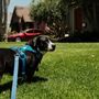 The Paw Club La