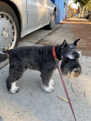 Lucky's Pet Care by null