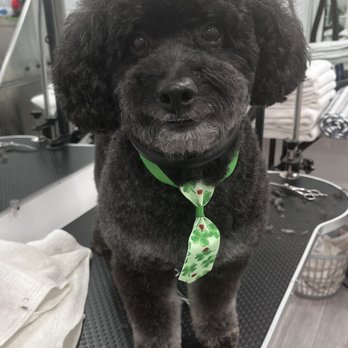 Shampooches - Thank you Shampooches for making me look so adorable! - Pet Groomers Near Me Shampooches - Thank you Shampooches for making me look so adorable! - Pet Groomers Near Me