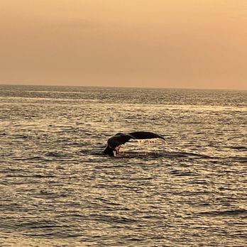 Cape Ann Whale Watch - Boat Charters Near Me - Gloucester, Massachusetts