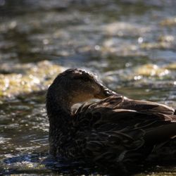 Hudson Gardens - Mama duck cleaning her wings off before gathering the ducklings