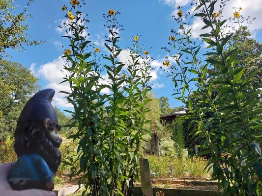 Pascagoula River Audubon Center by null
