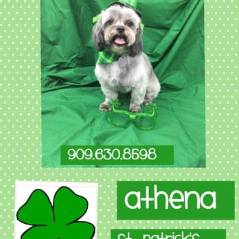 Scally-Wags Mobile Pet Salon - Even got a cute little picture afterwards! I can't even get Athena to sit still for pictures! - Pet Groomers Near Me Scally-Wags Mobile Pet Salon - Even got a cute little picture afterwards! I can't even get Athena to sit still for pictures! - Pet Groomers Near Me
