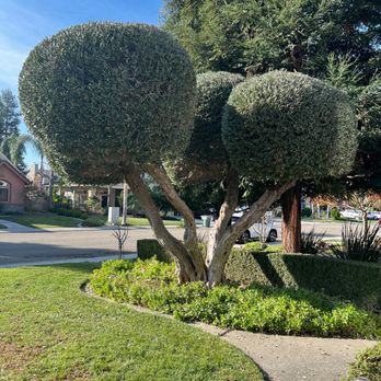 Contreras Landscaping - Olive tree - Tree Services Near Me Contreras Landscaping - Olive tree - Tree Services Near Me