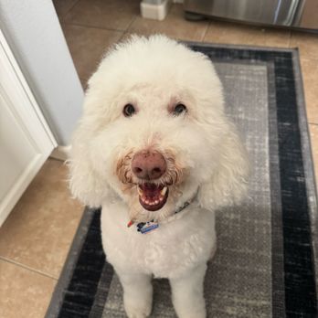 Top Dog Grooming - Berkeley our Golden Doodle - Pet Groomers Near Me - Las Vegas, Nevada Top Dog Grooming - Berkeley our Golden Doodle - Pet Groomers Near Me - Las Vegas, Nevada