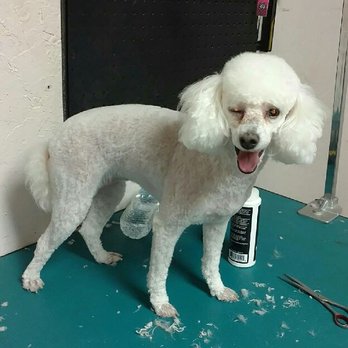 Diggidy Dog Pet Salon - She winking at me!! - Pet Groomers Near Me - Roanoke, Texas