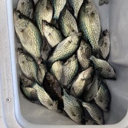 Lake Oconee Fishing Guide - Crappie