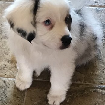 Awesome Mannered Canines - 1st day home - Pet Training Near Me
