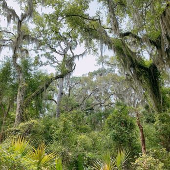 Jekyll Island - Beautiful trees - Local Flavor Near Me Jekyll Island - Beautiful trees - Local Flavor Near Me