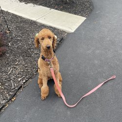 Cricket's K9 Clips