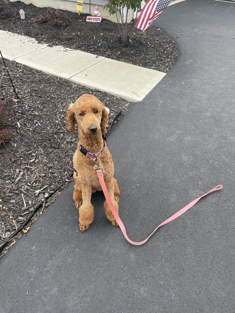 CRICKET’S K9 CLIPS Updated May 2024 293 S Sandusky St, Delaware