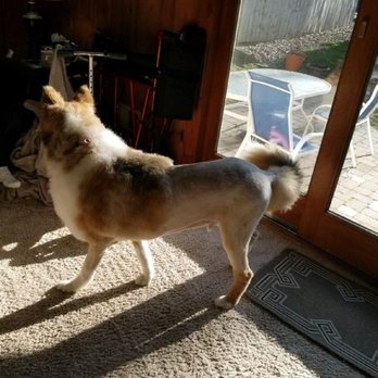 Here Boy - Pet Groomers Near Me - Toms River, New Jersey