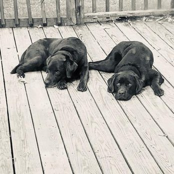 Blue's Haven - Zev and Zeke- First Zev was a client then years later we welcomed Zeke - Pet Boarding Near Me Blue's Haven - Zev and Zeke- First Zev was a client then years later we welcomed Zeke - Pet Boarding Near Me