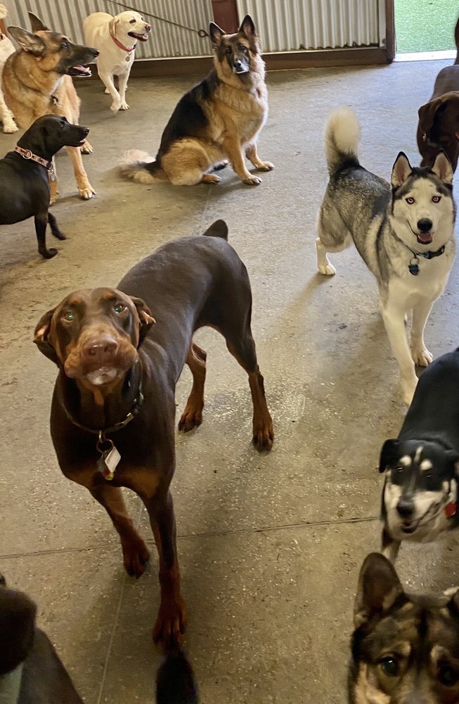 CAMP BOW WOW MYRTLE BEACH Updated October 2024 53 Photos & 38