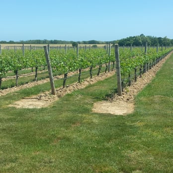 Clovis Point - Wineries Near Me - Jamesport, New York