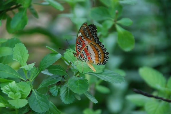 The Key West Butterfly and Nature Conservatory by null