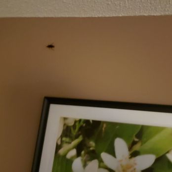 Sheraton Orlando North Hotel - Roach on the wall - Hotels Near Me - Maitland, Florida Sheraton Orlando North Hotel - Roach on the wall - Hotels Near Me - Maitland, Florida