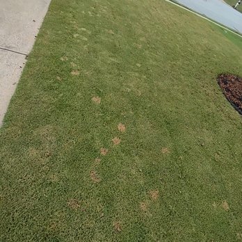 Unlimited Lawn Care - dollar spots - Lawn Services Near Me - Suwanee, Georgia Unlimited Lawn Care - dollar spots - Lawn Services Near Me - Suwanee, Georgia