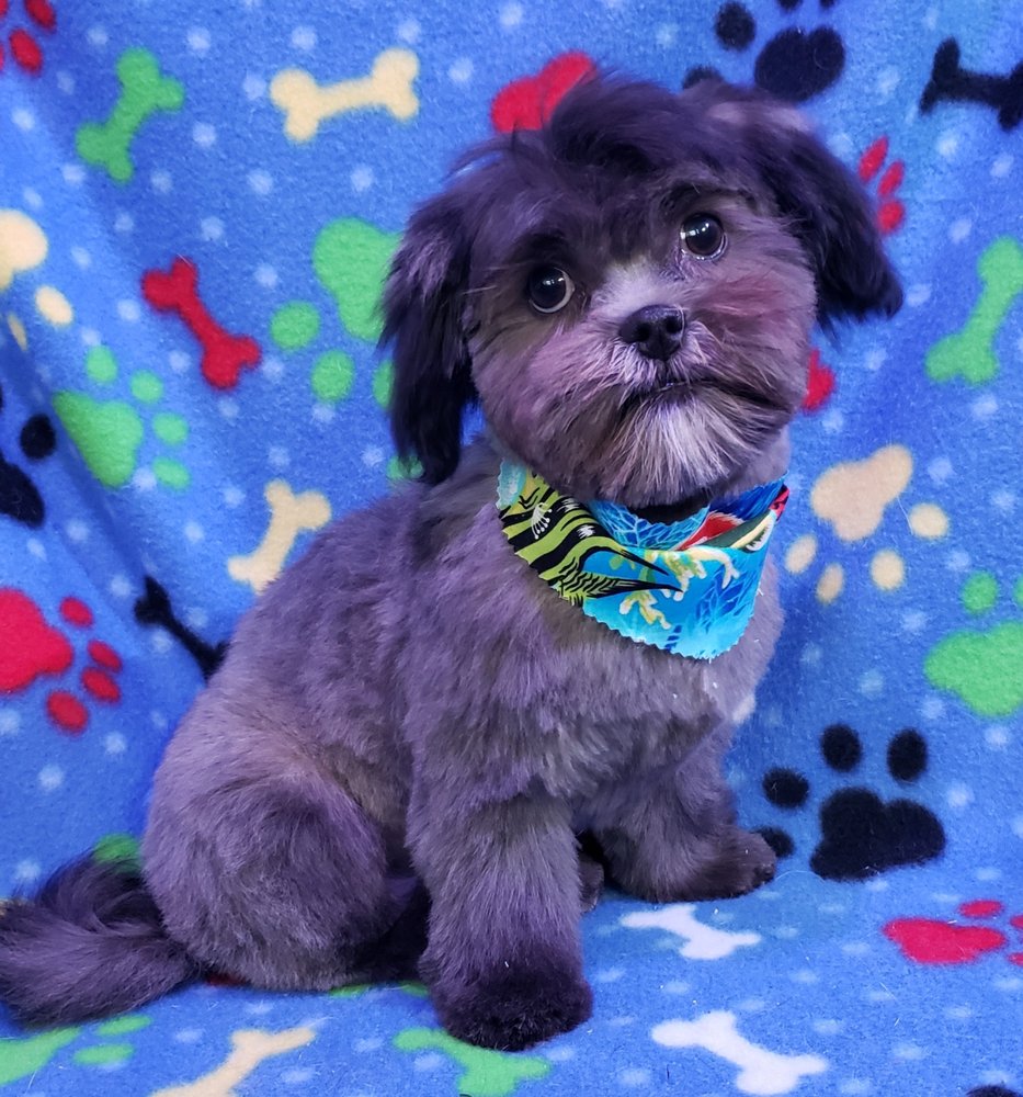 VANITY FUR PET PARLOR Updated August 2024 22 Photos 2539