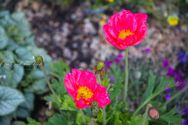 Temple Square by null