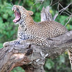 Guided Tanzania